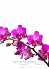 flowers_159_shutterstock_24240847