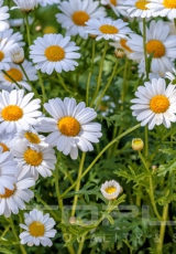 flowers_241_shutterstock_191640278